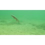 Воблер Strike Pro Slingshot Minnow 120F 12см. 12.6гр. 0,5-1,5м цв. #613-713